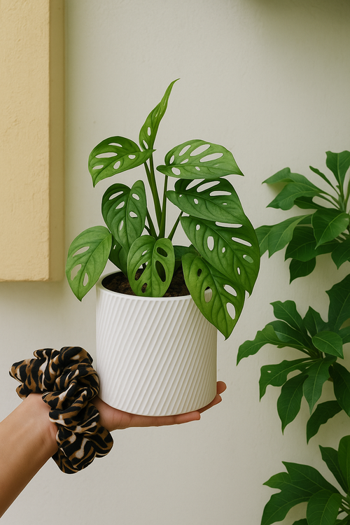 Spiral White | Vira Smart Self-Watering Pot