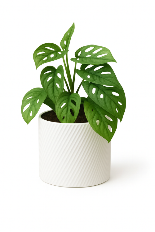 Spiral White | Vira Smart Self-Watering Pot